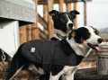 Carhartt Firm Duck Insulated Dog Chore Coat, Black  - 92-3237V